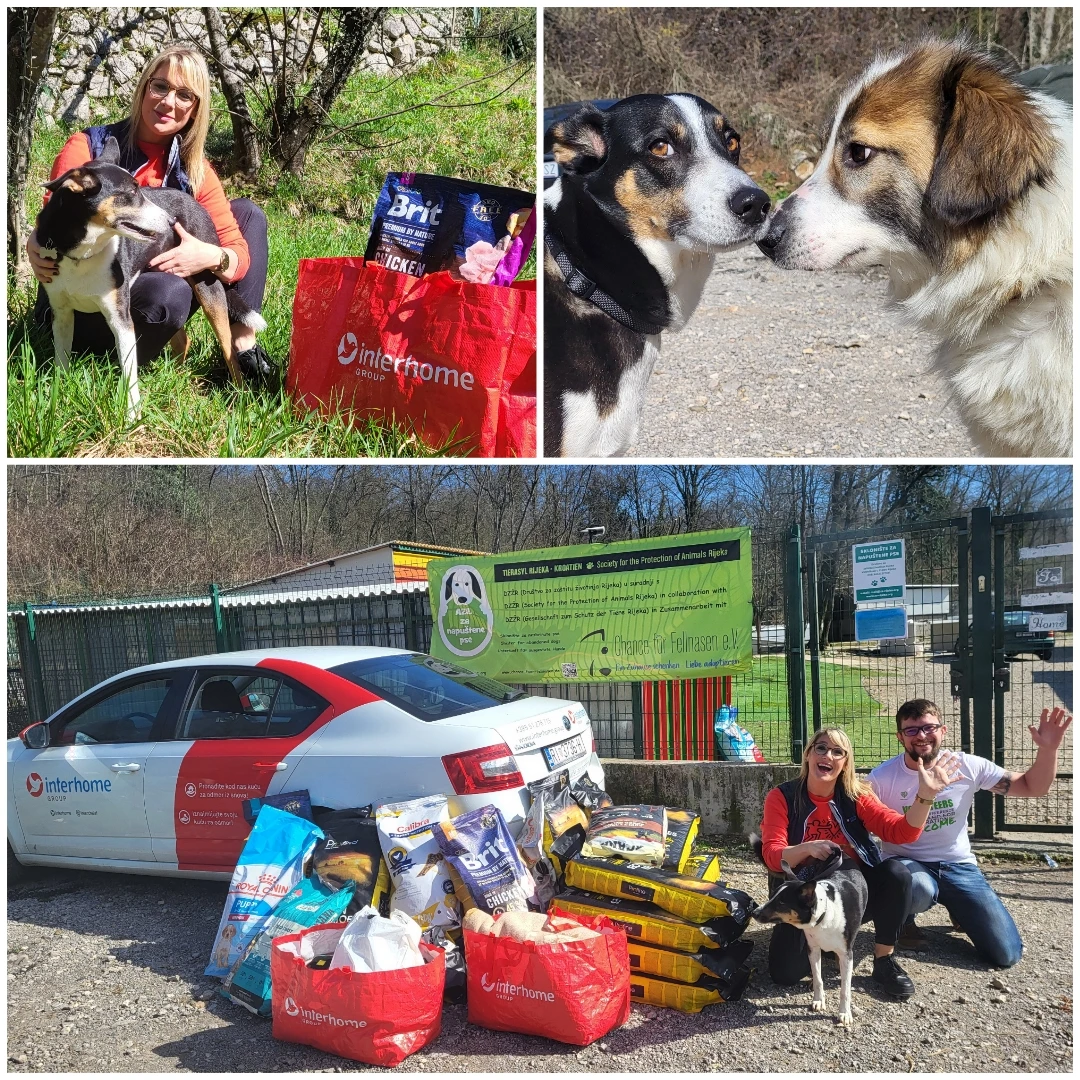 Dog shelter campaign