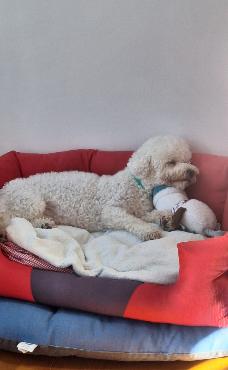 Fred spava s igrackom 738x1200