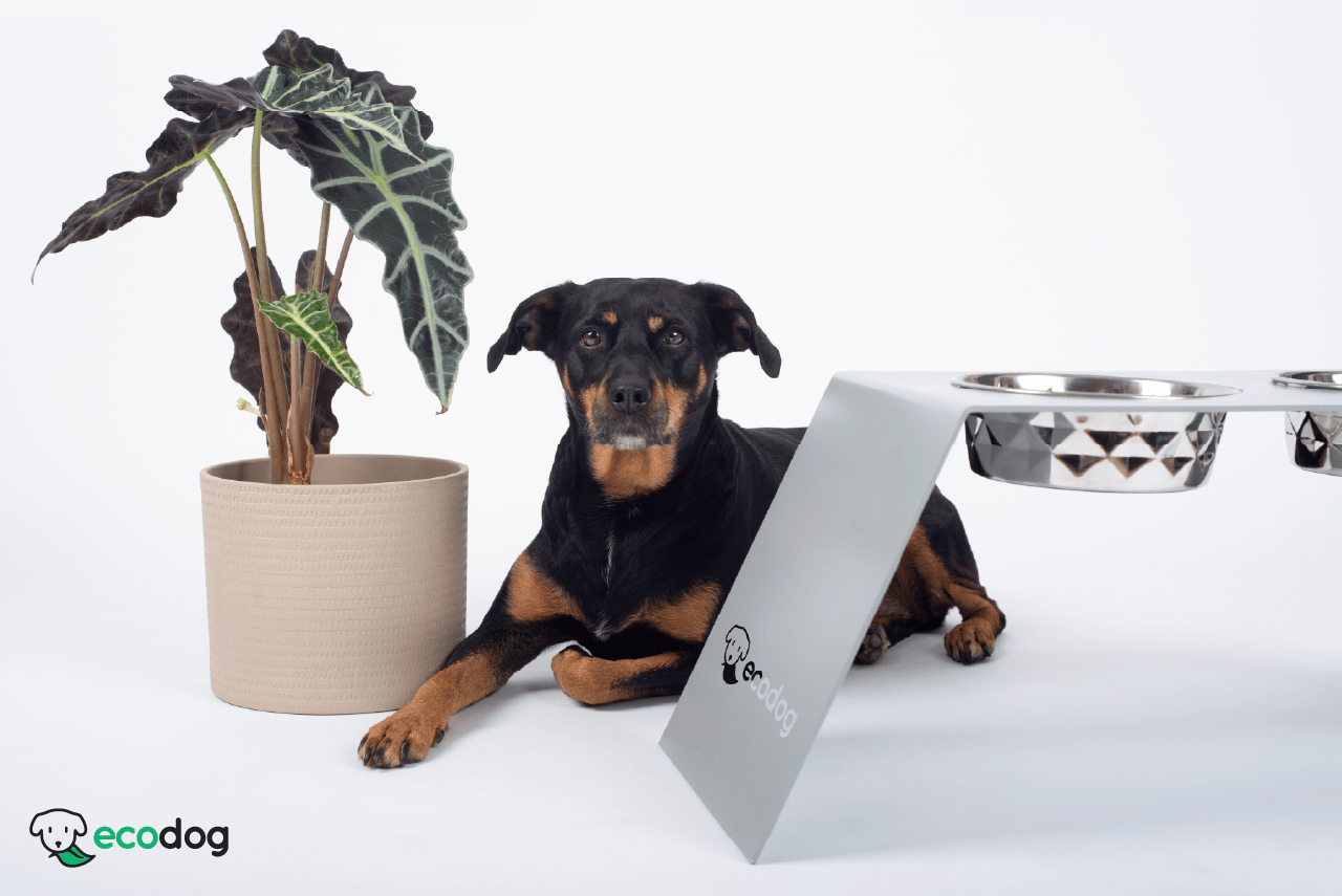 Ecodog vau postolje za zdjelice za pse.jpg